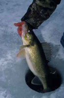 /album/ice-fishing-pictures/a2011-walleye-jpg1/